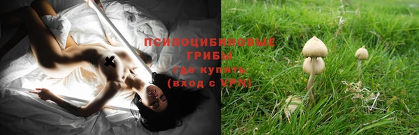 шишки Алзамай